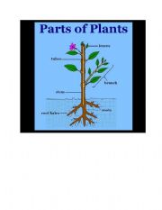 English worksheet: Parts of plants 