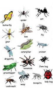 English Worksheet: BUGS