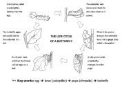 English Worksheet: Butterfly life cycle