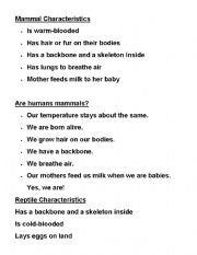 English Worksheet: Animal Groups