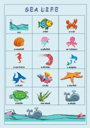 English Worksheet: Sea Life/Vocabulary