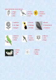 English Worksheet: GK question about uses of trees, Birds, Flowers, Trees
