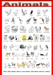 English Worksheet: ANIMALS-