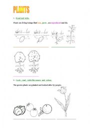 English Worksheet: PLANTS