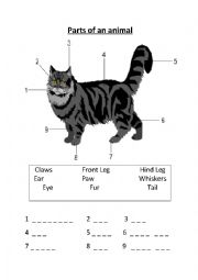 English Worksheet: Animal body parts.