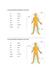 English Worksheet: Parts of the body