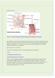 Digestion Overview