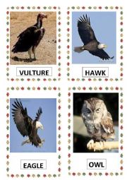 English Worksheet: BIRDS PART-4
