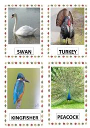 English Worksheet: BIRDS PART-2