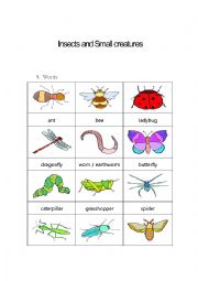 English Worksheet: Insects