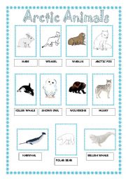 English Worksheet: Arcitic Animals