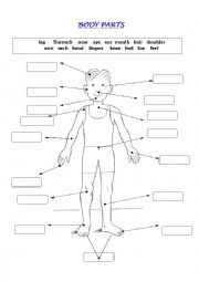 English Worksheet: Body Parts