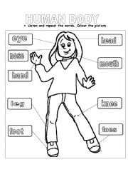 English Worksheet: human body