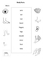 English Worksheet: Body parts