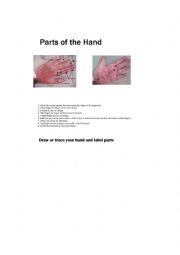 English Worksheet: Parts of the Hand