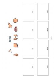 English Worksheet: Body Parts