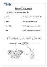 English Worksheet: Butterfly Life Cycle