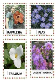 English Worksheet: FLOWERS PART-25