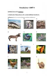 English worksheet: Expressions with animals