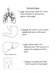 English Worksheet: Internal Organs