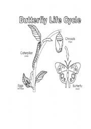 English Worksheet: butterfly life cycle