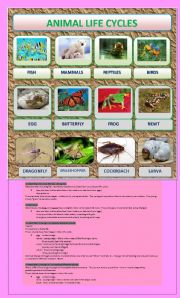 ANIMAL LIFE CYCLE PART 1