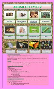 English Worksheet: ANIMAL LIFE CYCLE PART 2