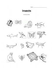 Insects