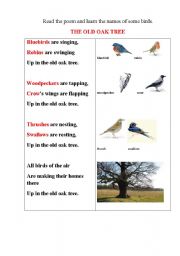 English worksheet: BIRDS poem with some tasks