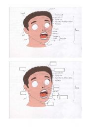 English worksheet: face