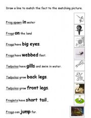 English worksheet: Matching for Frog Life Cycle 