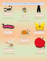 English Worksheet: Insects