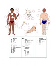 English Worksheet: The body