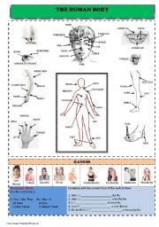 English Worksheet: Body parts and health problems