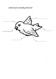 English worksheet: Birds