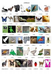 English Worksheet: animals