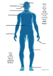 English Worksheet: The Human Body