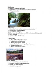 English Worksheet: rainforests