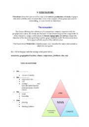 English worksheet: viticulture