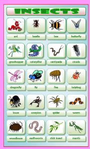 Insects