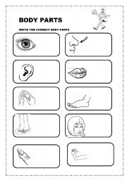 English Worksheet: BODY