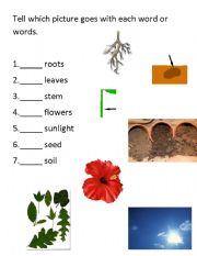 English Worksheet: Identifying Parts of a Plant
