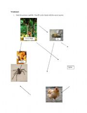 English Worksheet: food web