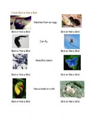 English worksheet: Birds:  Is it a bird?