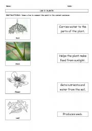 English Worksheet: Function of Plant Parts