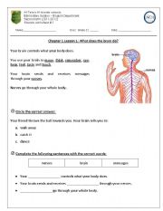 English Worksheet: what does the brain do?