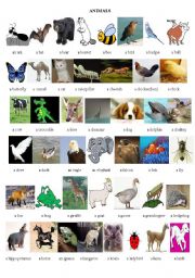 animals - ESL worksheet by semrashahin