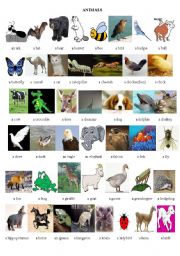 English Worksheet: animals