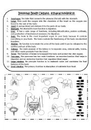 English Worksheet: Internal Body Organs (FUNCTIONS)