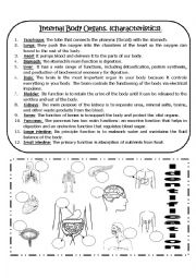 Internal Body Organs (FUNCTIONS)